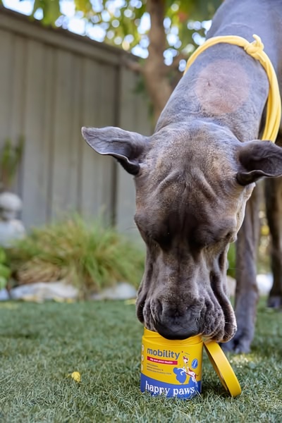 A close-up shot of a large dog investigating a container of dog mobility supplements in an outdoor, natural setting.